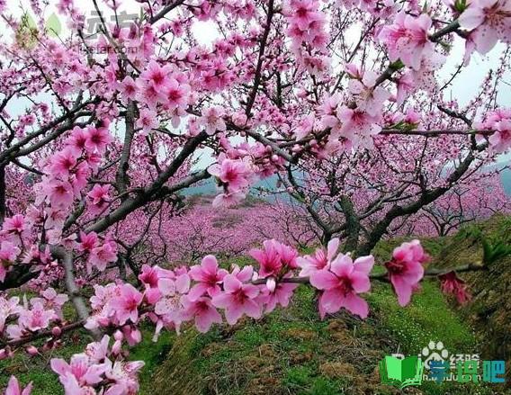 春天的桃花怎么形容？