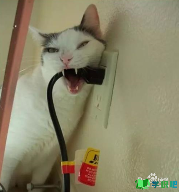 猫咪咬电线怎么办？ 第3张